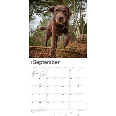 2027 BrownTrout Chocolate Labrador Retrievers 12" x 12" Monthly Wall Calendar (9798330712564)