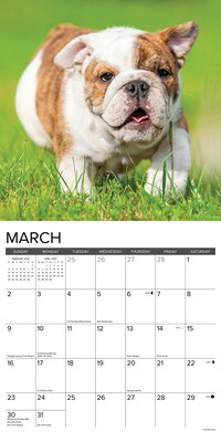 2025 Willow Creek Just Bulldog Puppies 12" x 12" Monthly Wall Calendar, Multicolor (42021)