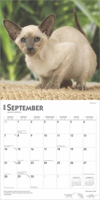 2025 BrownTrout Siamese Cats 12" x 12" Monthly Wall Calendar (9781975477769)