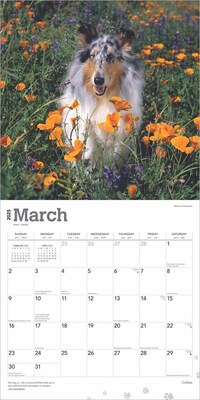 2025 BrownTrout Collies 12" x 24" Monthly Square Wall Calendar, (9781975476861)
