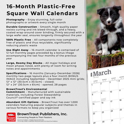 2026 BrownTrout Border Collie Puppies 12" x 12" Monthly Wall Calendar (9798330702541)
