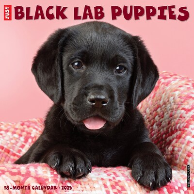 2025 Willow Creek Just Black Lab Puppies 2025 Wall Calendar 12 x 12 (41857)