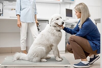 Viva Comfort Veterinary Weight Scale, White, 660 lbs. Capacity (ADI904-04-MK)