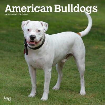 2025 BrownTrout American Bulldogs 12 x 12 Monthly Square Wall Calendar (9781975478223)