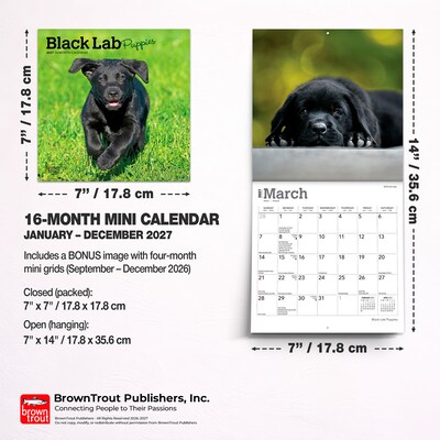 2027 BrownTrout Black Labrador Retriever Puppies 7" x 7" Monthly Wall Calendar (9798330714315)