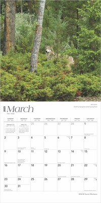 2025 BrownTrout Montana Wild & Scenic 12" x 12" Monthly  Wall Calendar (9781975475314)