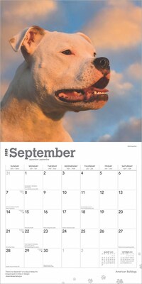 2025 BrownTrout American Bulldogs 12" x 12" Monthly Square Wall Calendar (9781975478223)