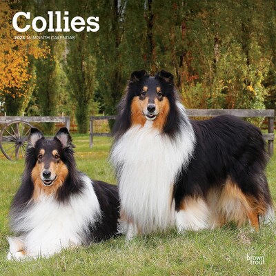 2023 BrownTrout Collies 12 x 24 Monthly Wall Calendar, (9781975451493)