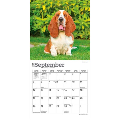 2027 BrownTrout Basset Hounds 7" x 7" Monthly Wall Calendar, Assorted Colors (9798330714094)