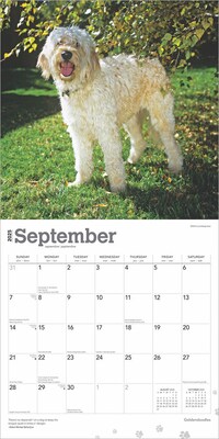 2025 BrownTrout Goldendoodles 12" x 12" Monthly Square Wall Calendar (9781975477080)