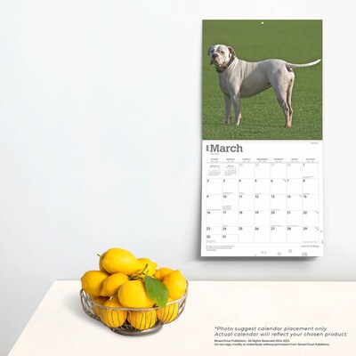 2025 BrownTrout American Bulldogs 12" x 12" Monthly Square Wall Calendar (9781975478223)