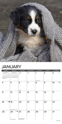 2026 Willow Creek Australian Shepherd Puppies 12" x 12" Monthly Wall Calendar (49976)