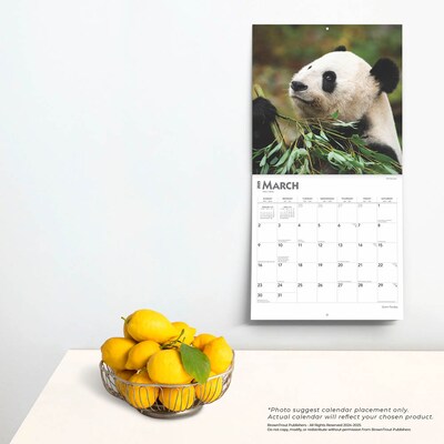 2025 BrownTrout Giant Pandas 12" x 12" Monthly Wall Calendar (9781975474843)