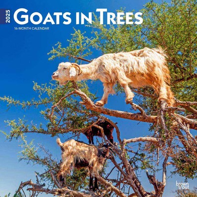 2025 BrownTrout Goats in Trees 12 x 12 Monthly Square Wall Calendar (9781975477059)
