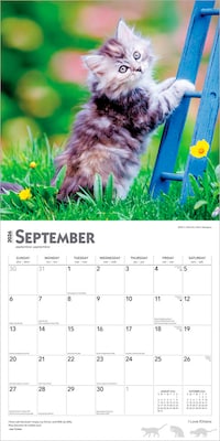 2026 BrownTrout I Love Kittens 12" x 12" Monthly Wall Calendar (9798330704149)