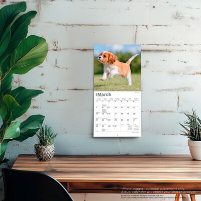 2027 BrownTrout Cavalier King Charles Spaniel Puppies 7" x 7" Monthly Wall Calendar, Assorted Colors (9798330709953)