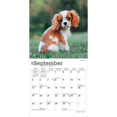 2027 BrownTrout Cavalier King Charles Spaniel Puppies 7" x 7" Monthly Wall Calendar, Assorted Colors (9798330709953)