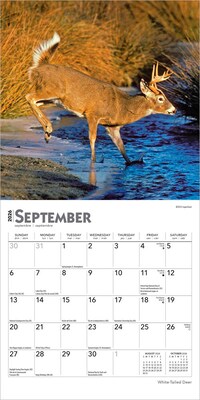 2026 BrownTrout White Tailed Deer 7" x 7" Monthly Wall Calendar (9798330706327)