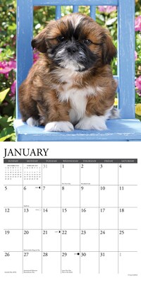 2025 Willow Creek Just Shih Tzu Puppies 12" x 12" Monthly Wall Calendar (44865)