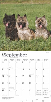 2025 BrownTrout Cairn Terriers 12" x 24" Monthly Square Wall Calendar, (9781975476779)