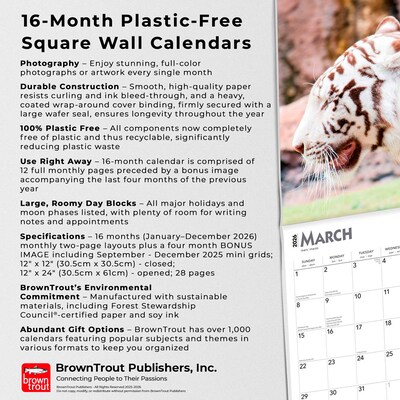 2026 BrownTrout White Tigers 12" x 12" Monthly Wall Calendar (9798330706341)