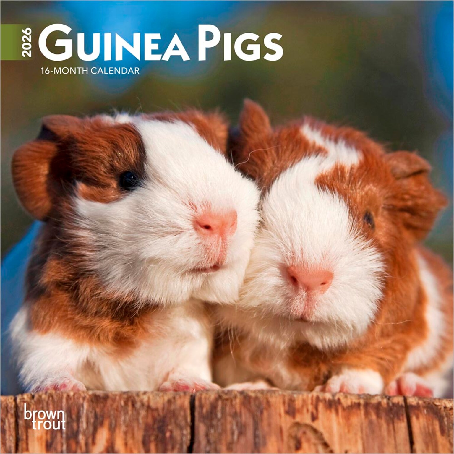 2026 BrownTrout Guinea Pigs 7 x 7 Monthly Wall Calendar (9798330703562)