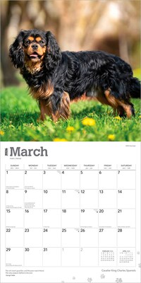 2026 BrownTrout Cavalier King Charles Spaniels 12" x 12" Monthly Wall Calendar (9798330702824)