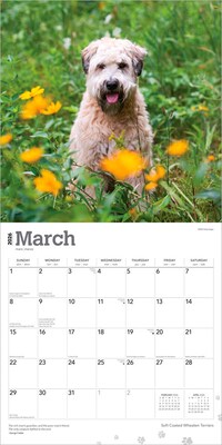 2026 BrownTrout Soft Coated Wheaten Terriers 12" x 12" Monthly Wall Calendar (9798330706310)
