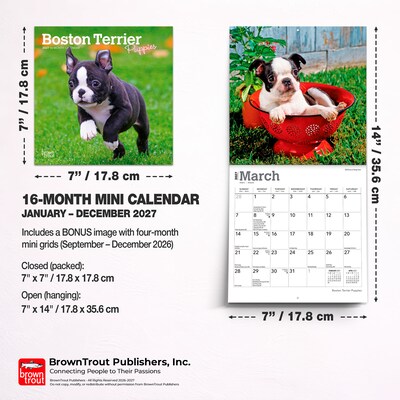 2027 BrownTrout Boston Terrier Puppies 7" x 7" Monthly Wall Calendar, Assorted Colors (9798330709939)
