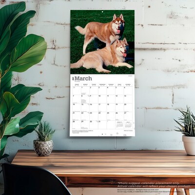 2027 BrownTrout Siberian Huskies 12" x 12" Monthly Wall Calendar (9798330712694)