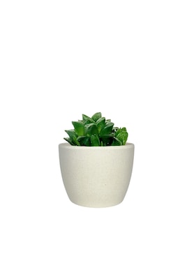 Desk Plants Star Cactus in a Cream Mini Harlow pot (SCMHC)