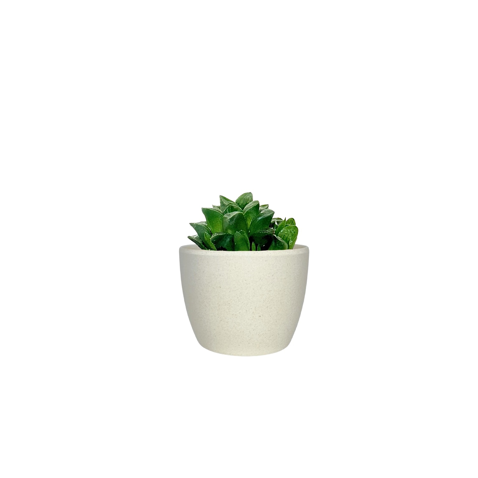 Desk Plants Star Cactus in a Cream Mini Harlow pot (SCMHC)