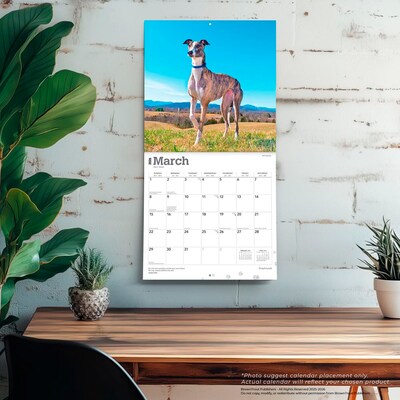 2026 BrownTrout Greyhounds 12" x 12" Monthly Wall Calendar (9798330703555)