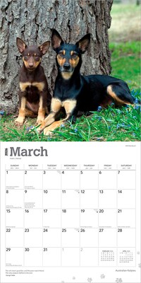 2026 BrownTrout Australian Kelpies 12" x 12" Monthly Wall Calendar (9798330702206)