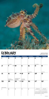 2026 Willow Creek Octopus 12" x 12" Monthly Wall Calendar (56028)