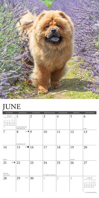 2026 Willow Creek Chow Chows 12" x 12" Monthly Dry Erase Wall Calendar (50712)