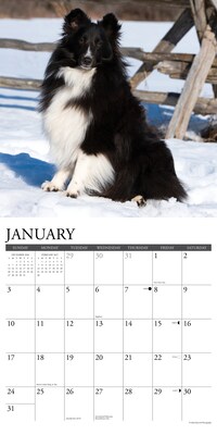 2027 Willow Creek Shelties 12" x 12" Monthly Wall Calendar, Assorted Colors (62302)