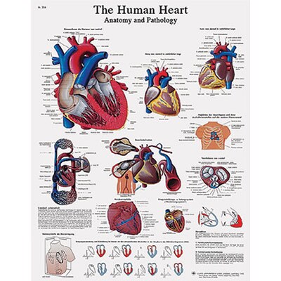 3B Scientific® Anatomical Charts; Human Heart, Sticky-Back