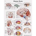 3B Scientific® Anatomical Charts; Human Brain, Sticky-Back