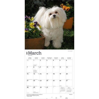 2027 BrownTrout Maltese 12" x 12" Monthly Wall Calendar (9798330714742)