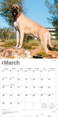 2026 BrownTrout Mastiffs 12" x 12" Monthly Wall Calendar (9798330704538)