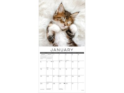 2025 Willow Creek Naptime: A Cat's Favorite Pastime 12" x 12" Monthly Wall Calendar (44094)