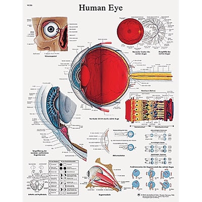 3B Scientific® Anatomical Charts; Human Eye