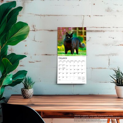 2026 BrownTrout Black Cats 7" x 7" Monthly Wall Calendar (9798330702473)