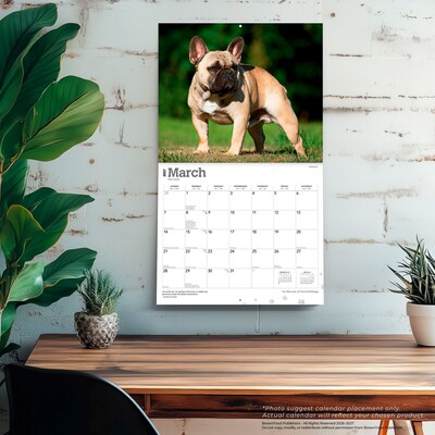 2027 BrownTrout For the Love of French Bulldogs 14" x 12" Monthly Wall Calendar, Assorted Colors (9798330714704)