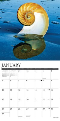 2027 Willow Creek Seashells 12" x 12" Monthly Wall Calendar, Assorted Colors (62234)