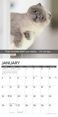 2026 Willow Creek Snapcats 12" x 12" Monthly Wall Calendar (52853)