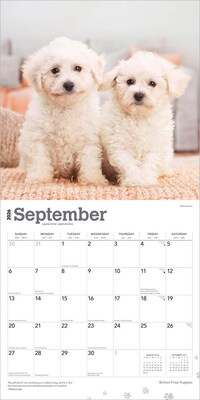 2026 BrownTrout Bichon Frise Puppies 12" x 12" Monthly Wall Calendar (9798330702435)