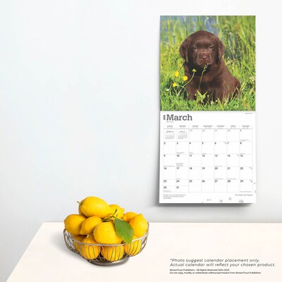 2025 BrownTrout Chocolate Labrador Retriever Puppies 12" x 12" Monthly  Wall Calendar (9781975477325)