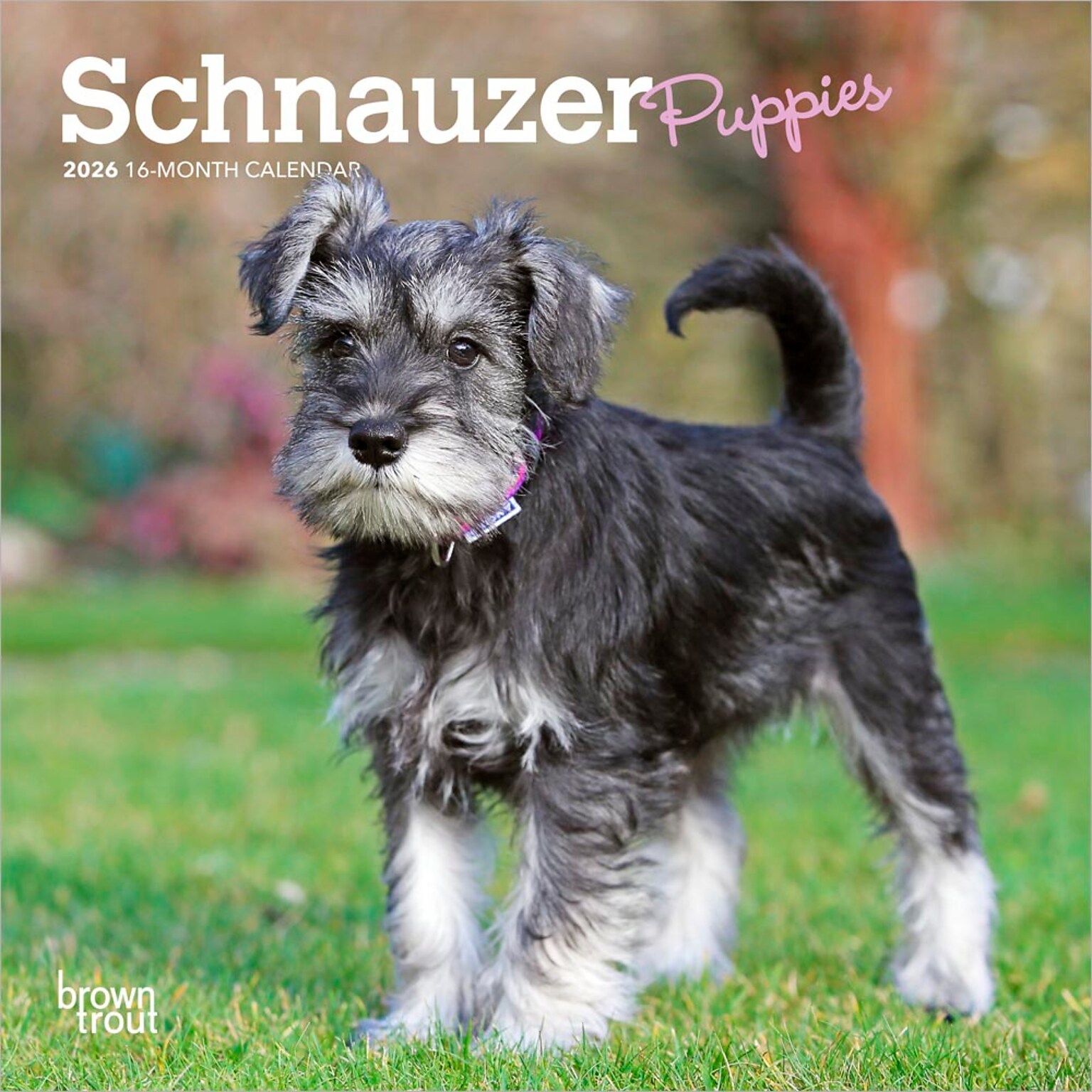 2026 BrownTrout Schnauzer Puppies 7 x 7 Monthly Wall Calendar (9798330705436)